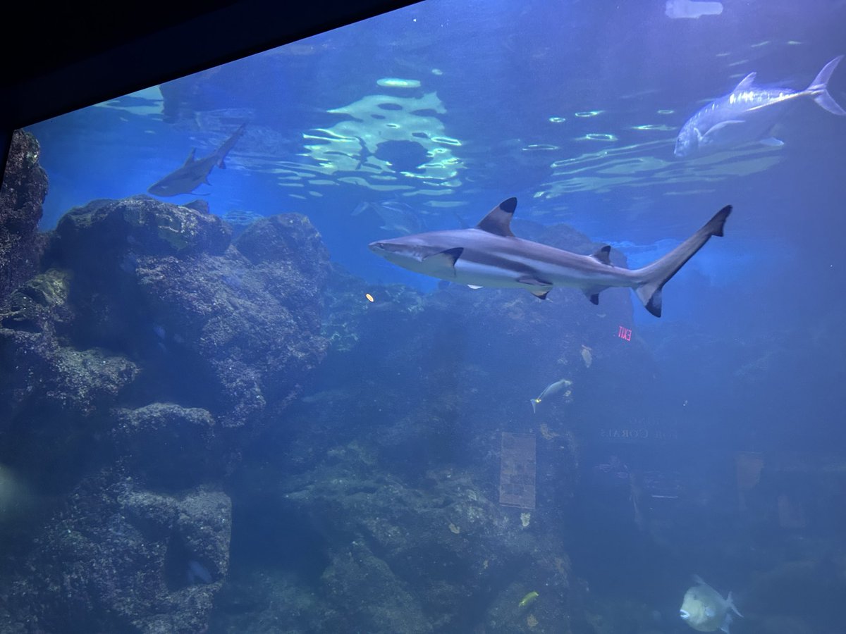 Violet Flynn tweet media