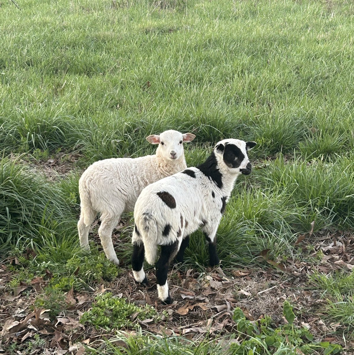 Picked up a couple young rams today.

These fellas will be turned out to cover our ewes this fall, bringing some new genetics into the herd.