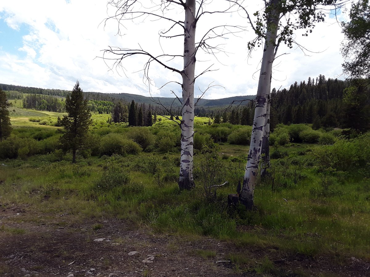 Billy Blue Blazes tweet media