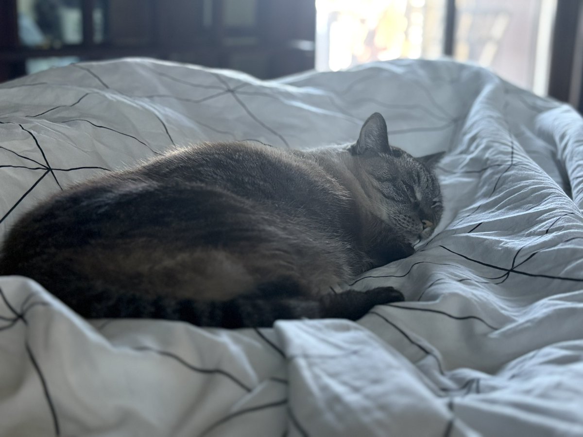 ♨️ BASEDLAYER🌡️ tweet media