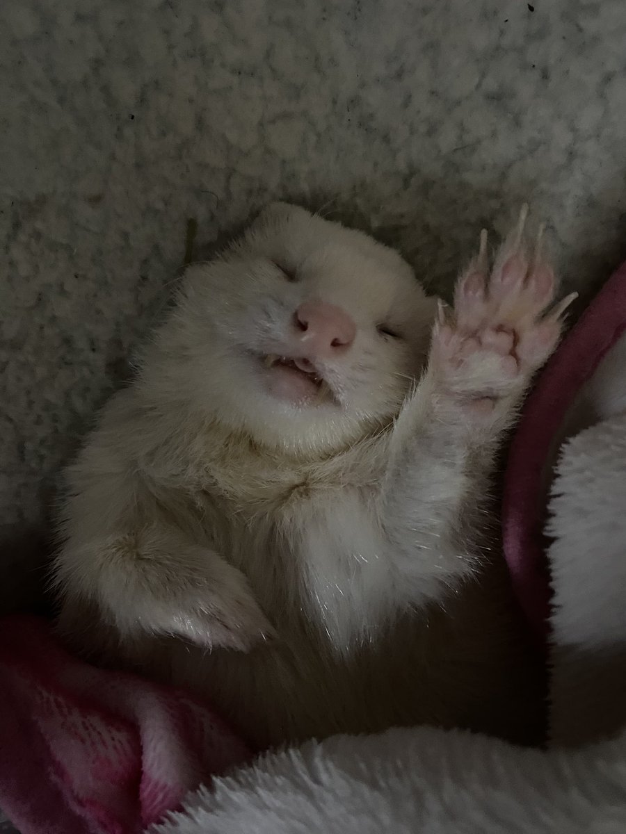 kairiscloud's tweet image. Today was not easy at all, I had to say goodbye to my little luna🐾

I’m happy you’re no longer suffering or in pain but I’m going to miss your little lazy waddling butt. Dook in peace luna baboona🤍