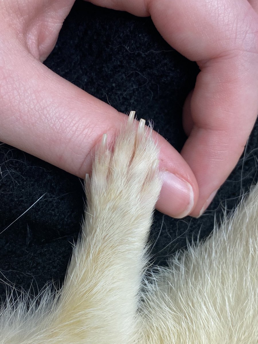 kairiscloud's tweet image. Today was not easy at all, I had to say goodbye to my little luna🐾

I’m happy you’re no longer suffering or in pain but I’m going to miss your little lazy waddling butt. Dook in peace luna baboona🤍