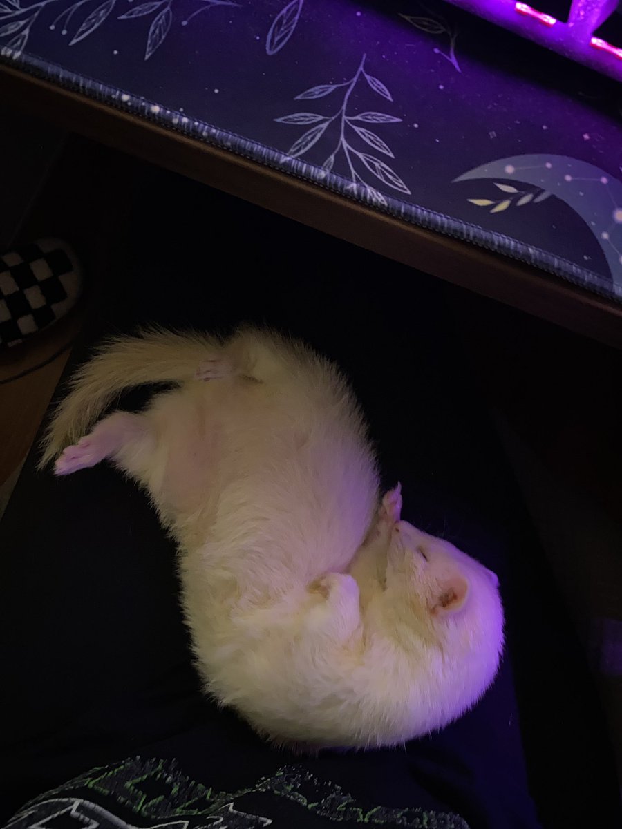 kairiscloud's tweet image. Today was not easy at all, I had to say goodbye to my little luna🐾

I’m happy you’re no longer suffering or in pain but I’m going to miss your little lazy waddling butt. Dook in peace luna baboona🤍