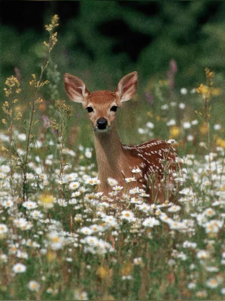 ᅠ ᅠ (@greendreaams) on Twitter photo 