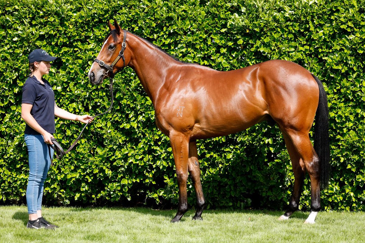 New Zealand Bloodstock tweet media