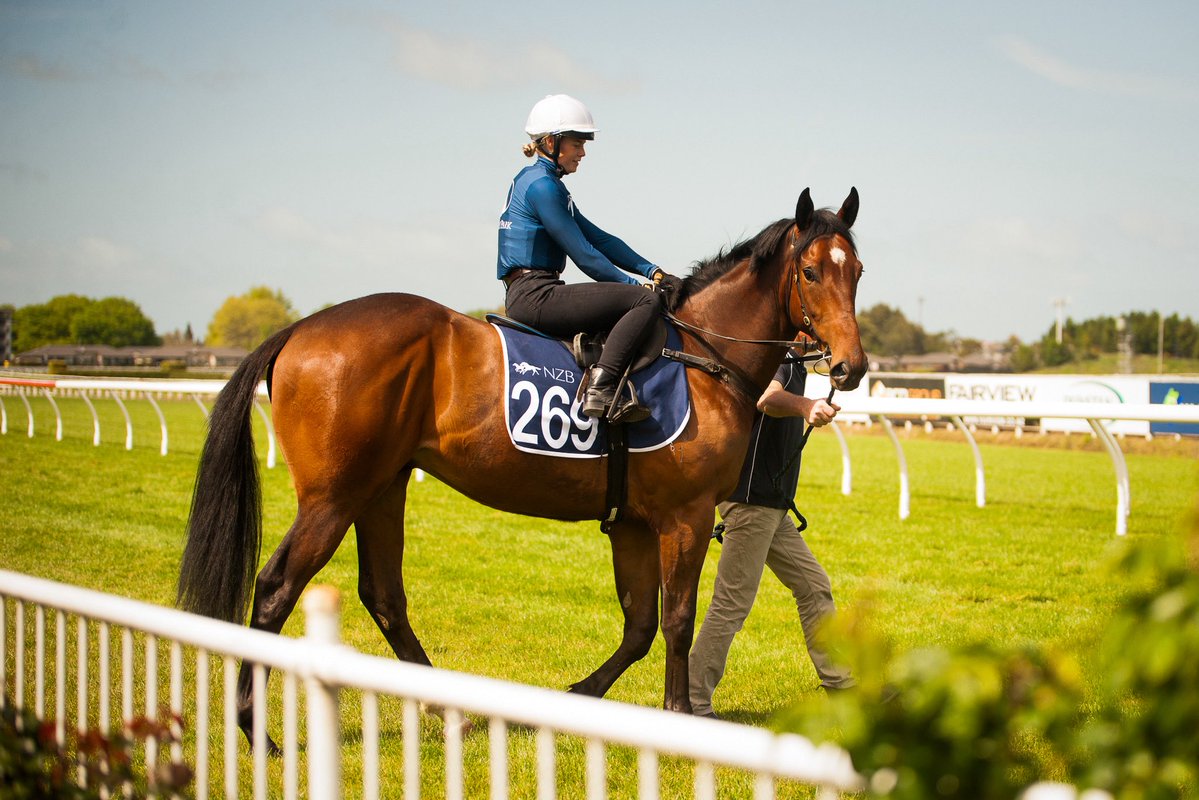 New Zealand Bloodstock tweet media