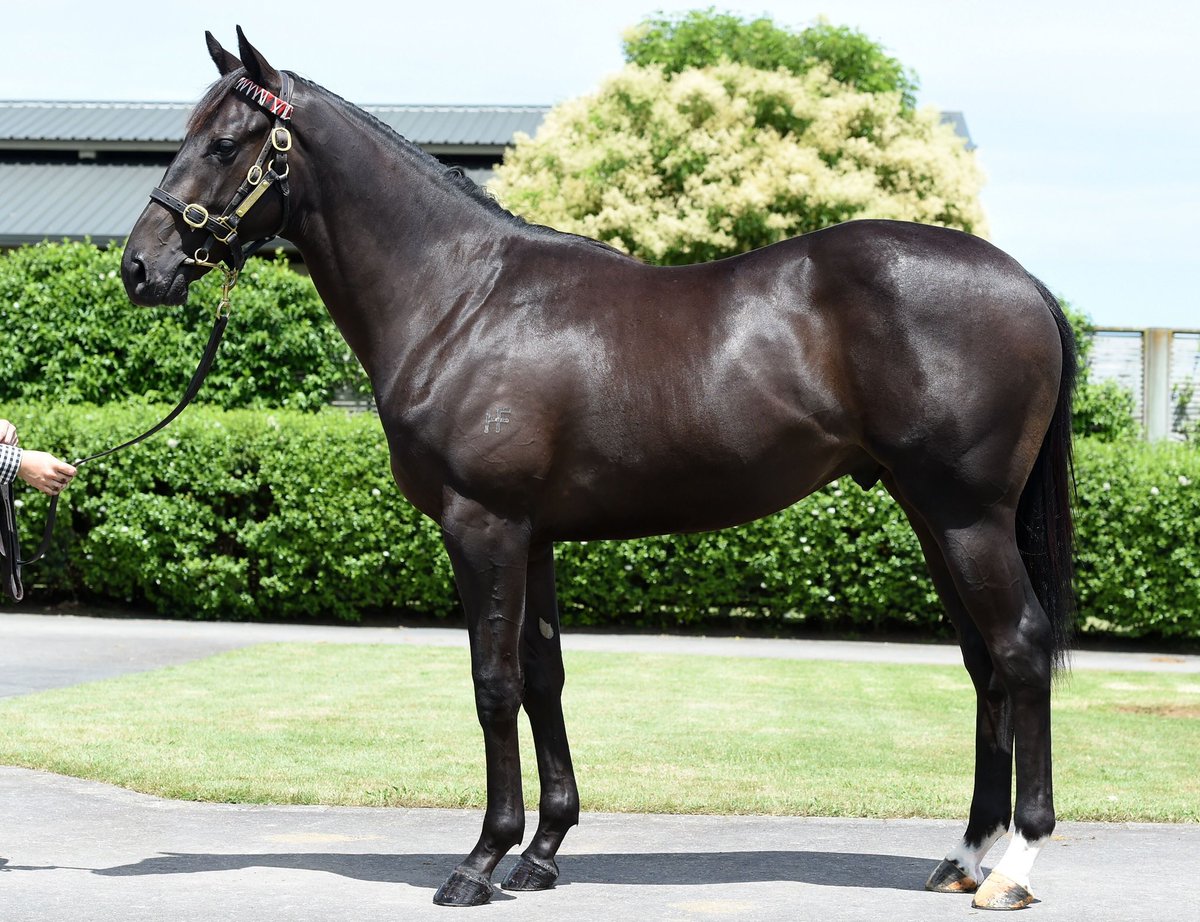 New Zealand Bloodstock tweet media