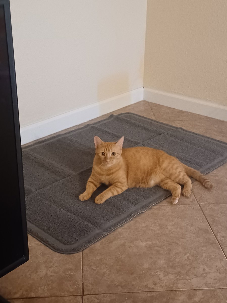 Whiskers 'N' Wishes Sanctuary tweet media