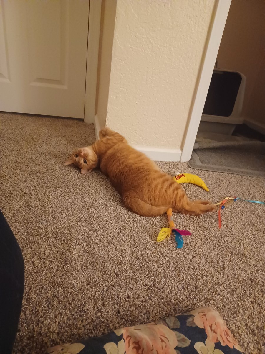 Whiskers 'N' Wishes Sanctuary tweet media