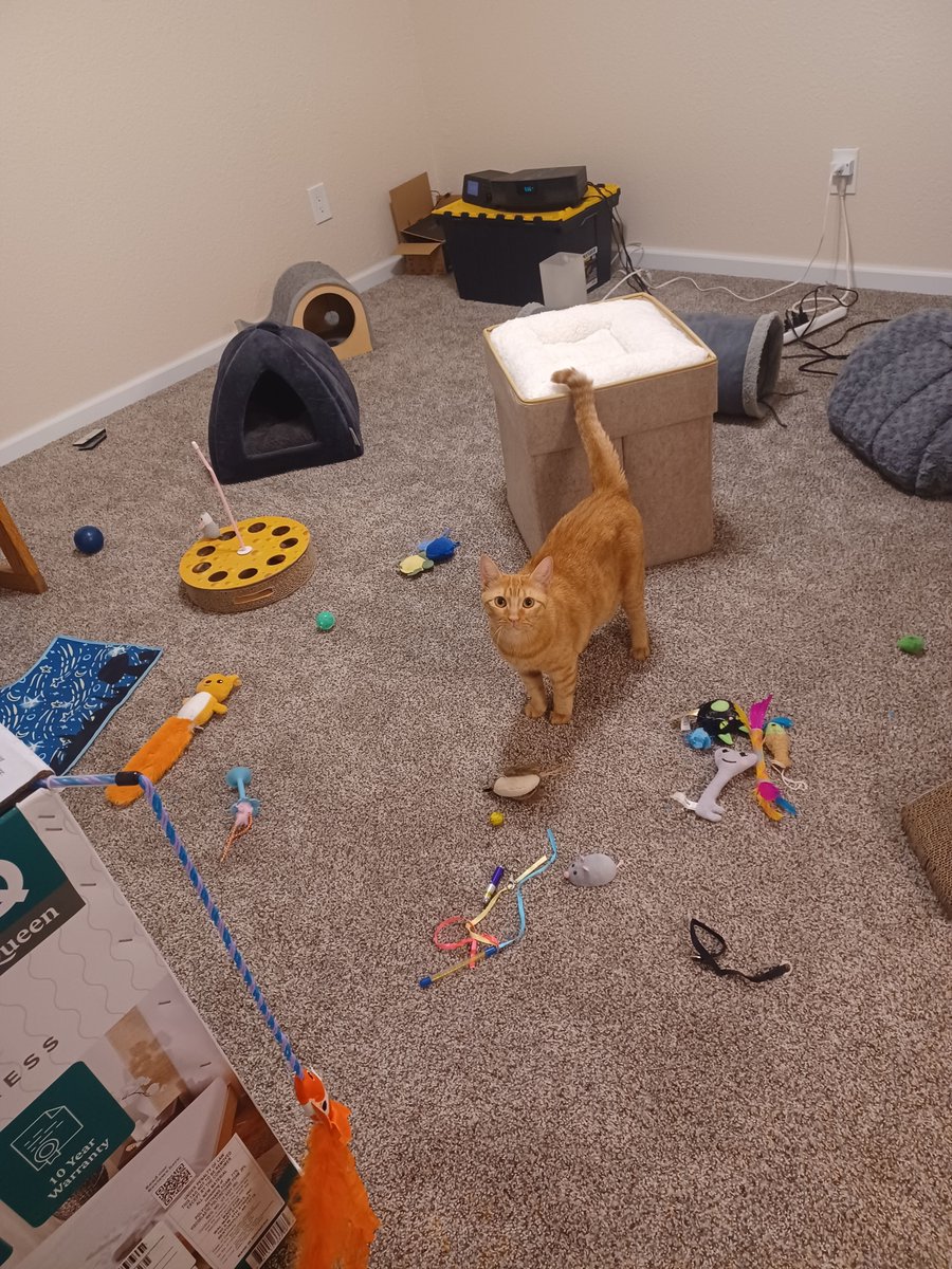 Whiskers 'N' Wishes Sanctuary tweet media