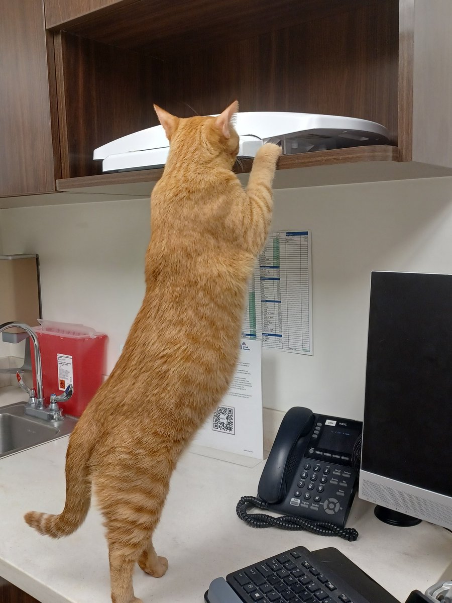 Whiskers 'N' Wishes Sanctuary tweet media