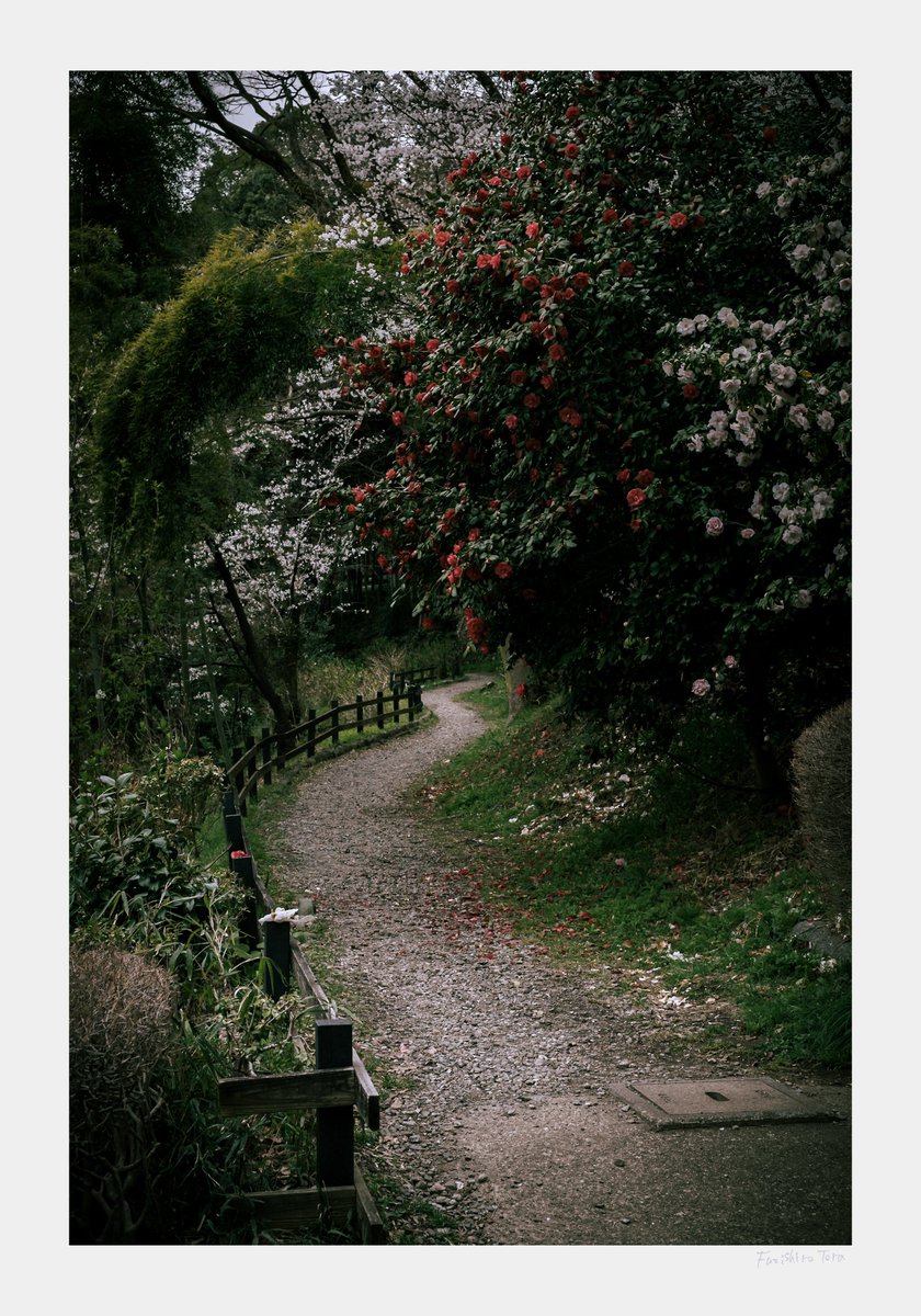 Fuzisiro Tora ┊ 藤白 虎 tweet media