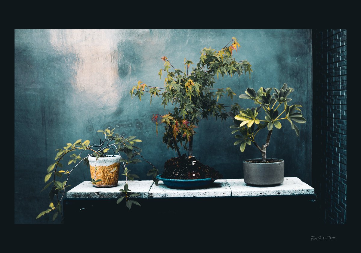 Fuzisiro Tora ┊ 藤白 虎 tweet media