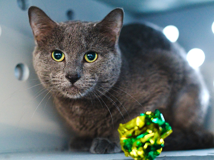 DubJH1009's tweet photo. https://t.co/645QTtpna7 #ALLSCHEDULEDTODIE #EMERGENCY #SOS #ALLMUSTBESAVEDASAP #ALLWILLBEKILLED #DOSOMETHINGPLEASE #HELPIMMEDIATELY #MAYDAY #REDALERT #URGENT #SOS #CRITICAL #DESPERATE #nyc #cats https://t.co/zIpxi75b24