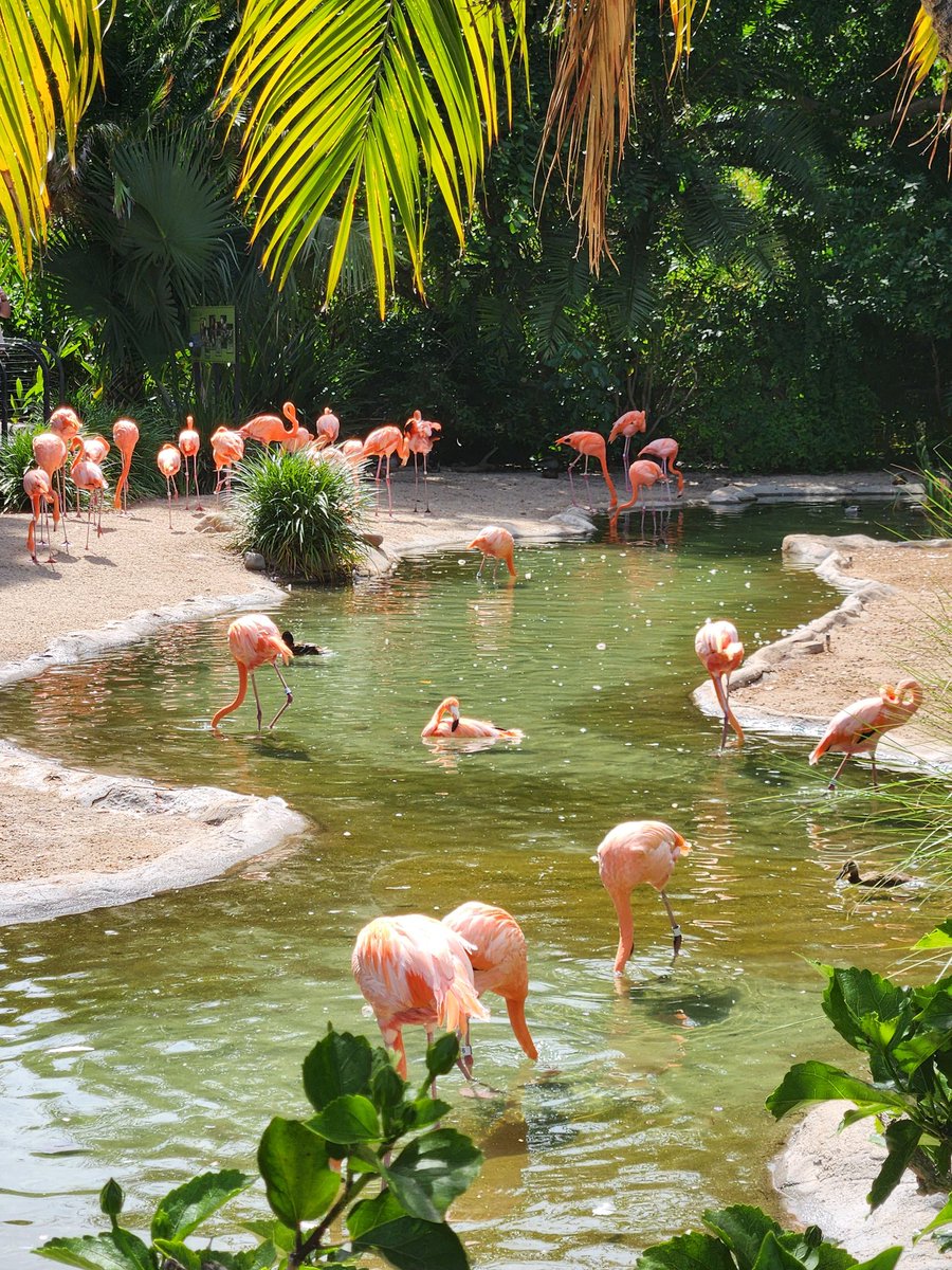 i have rheabies tweet media