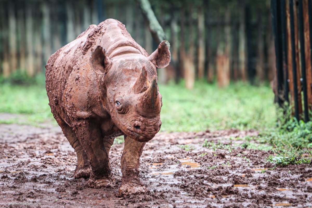 Sheldrick Wildlife Trust tweet media