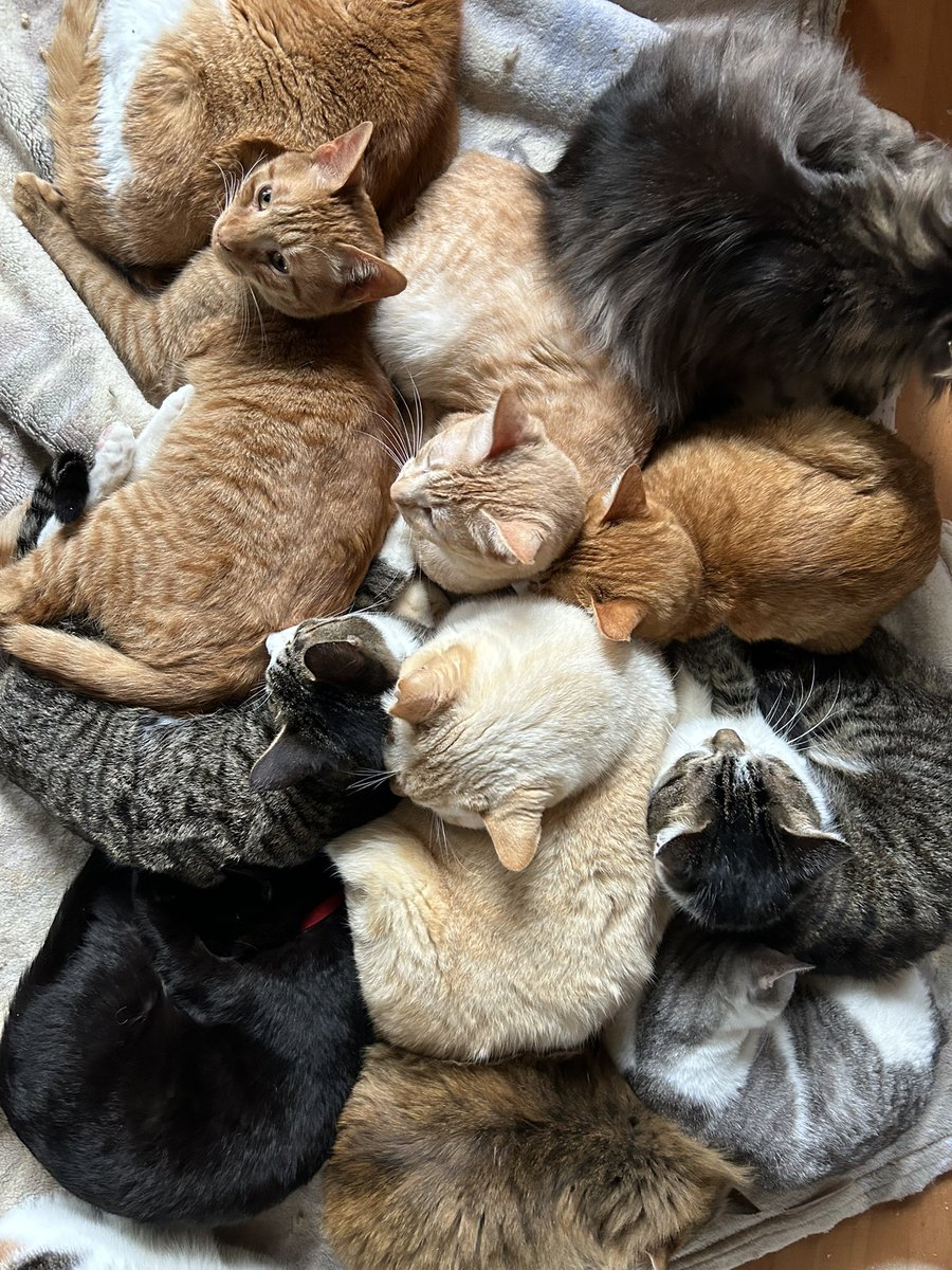 ストーブ前
シロ隊長の周りにみんな集まってるー😸