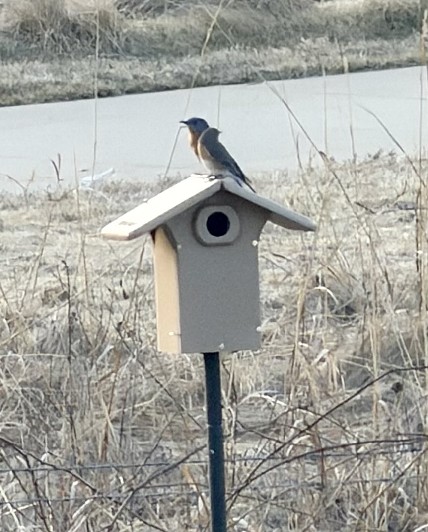 Hawkerella tweet media