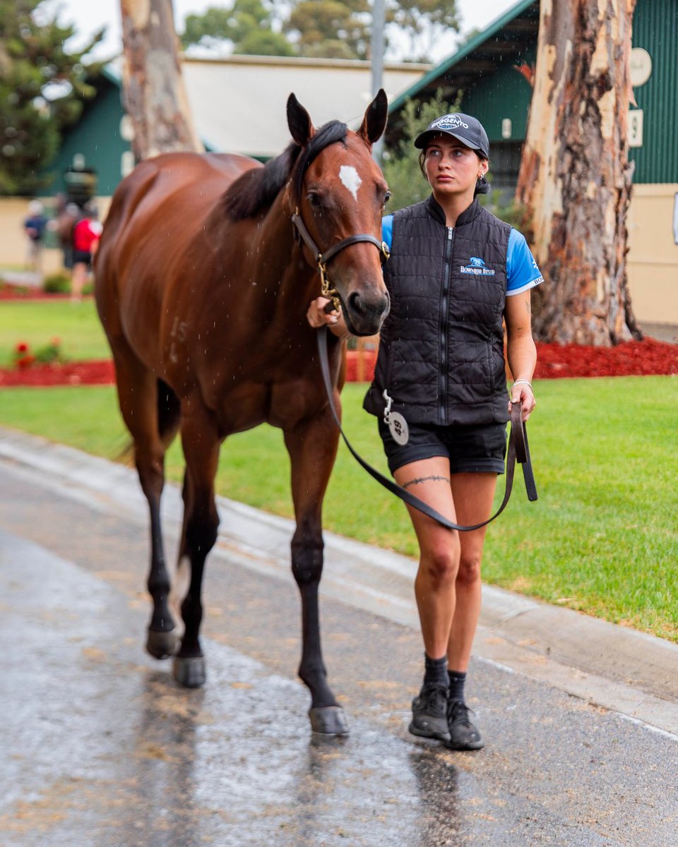 Bowness Stud & Watershed Farm tweet media