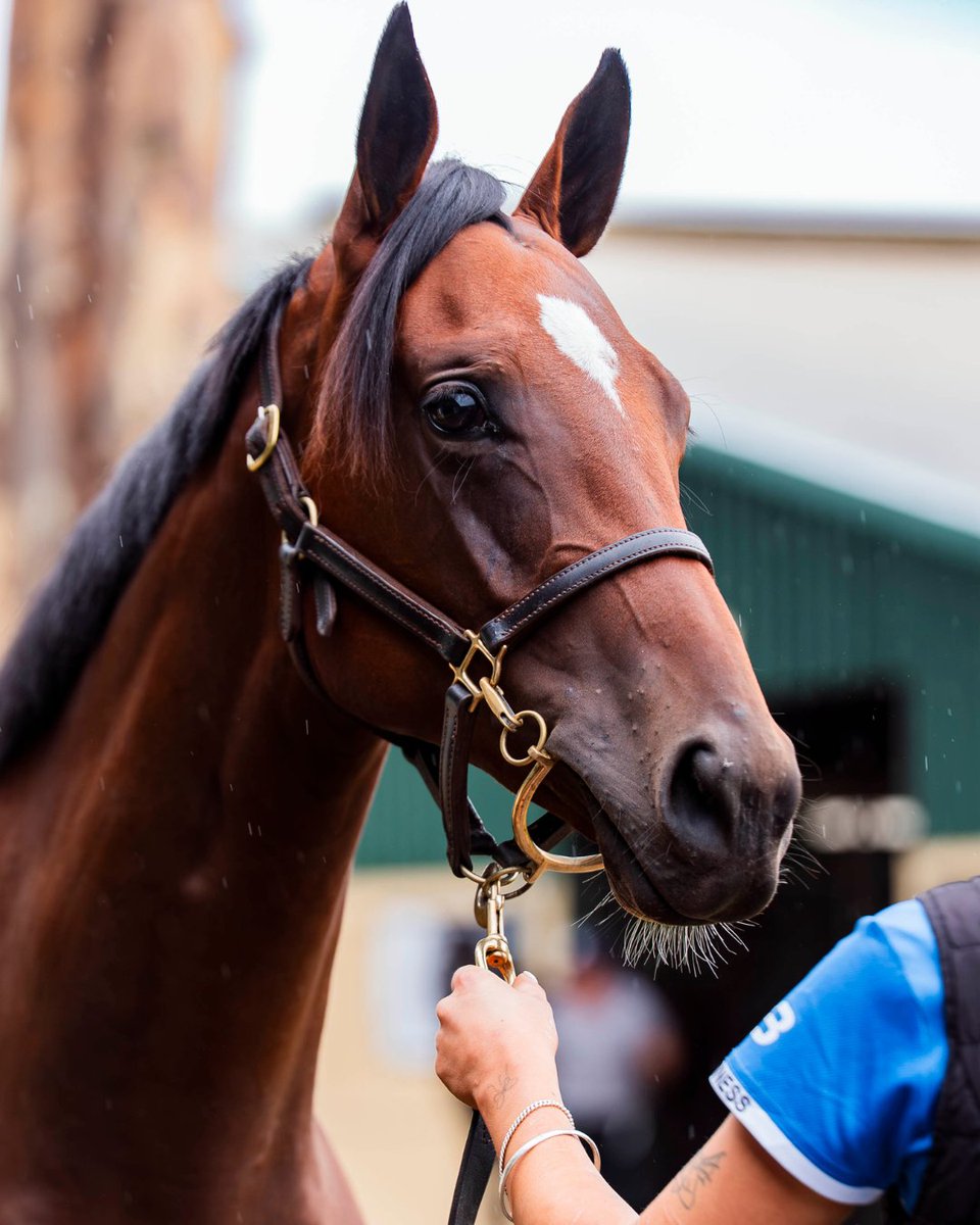 Bowness Stud & Watershed Farm tweet media