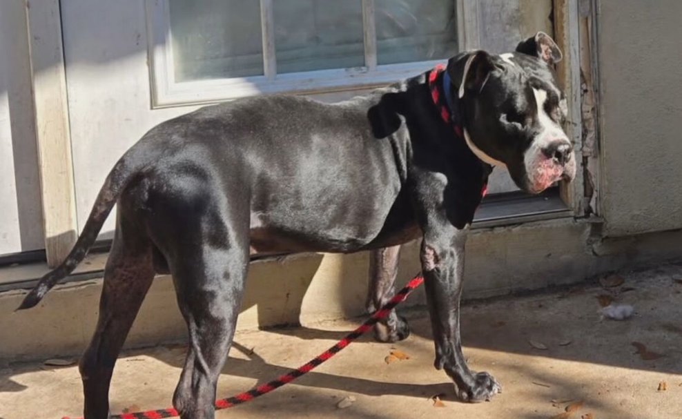 News 4 San Antonio tweet media