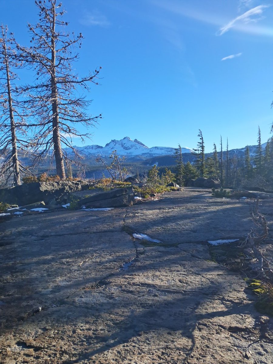 BLackBear33🌲 tweet media