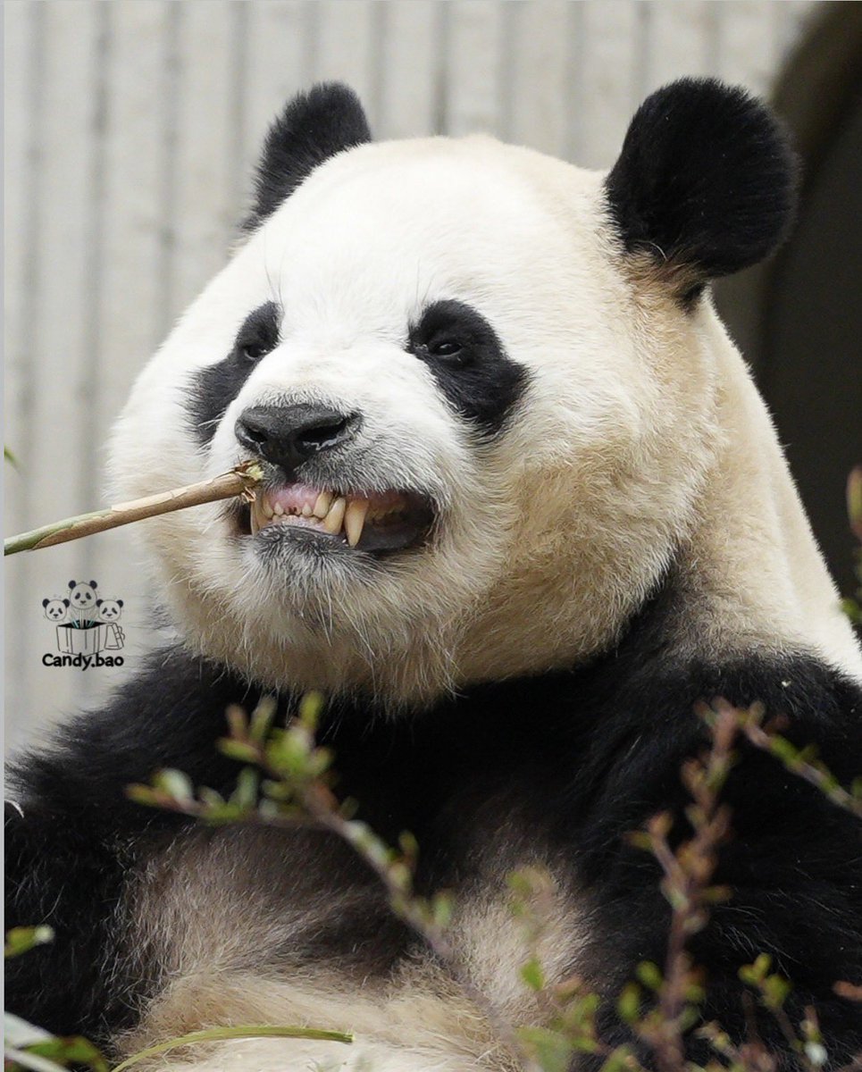 닥치고바오 tweet media