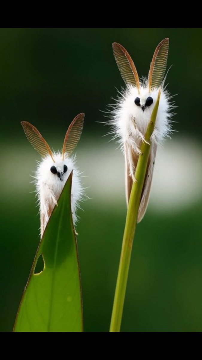 Former Fetus tweet media