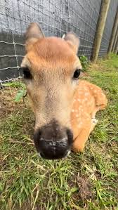 beer 🐝 🦌 tweet media