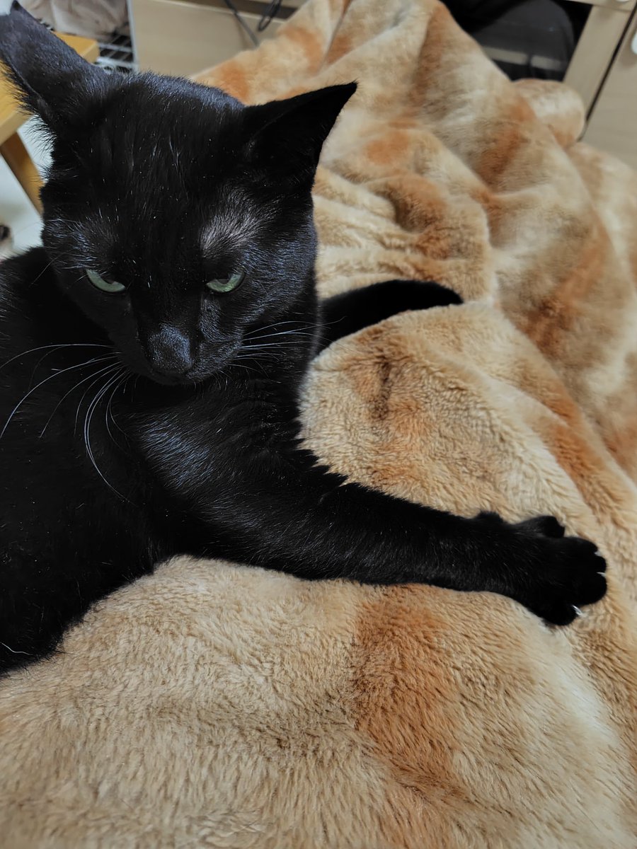 猫になりたい tweet media