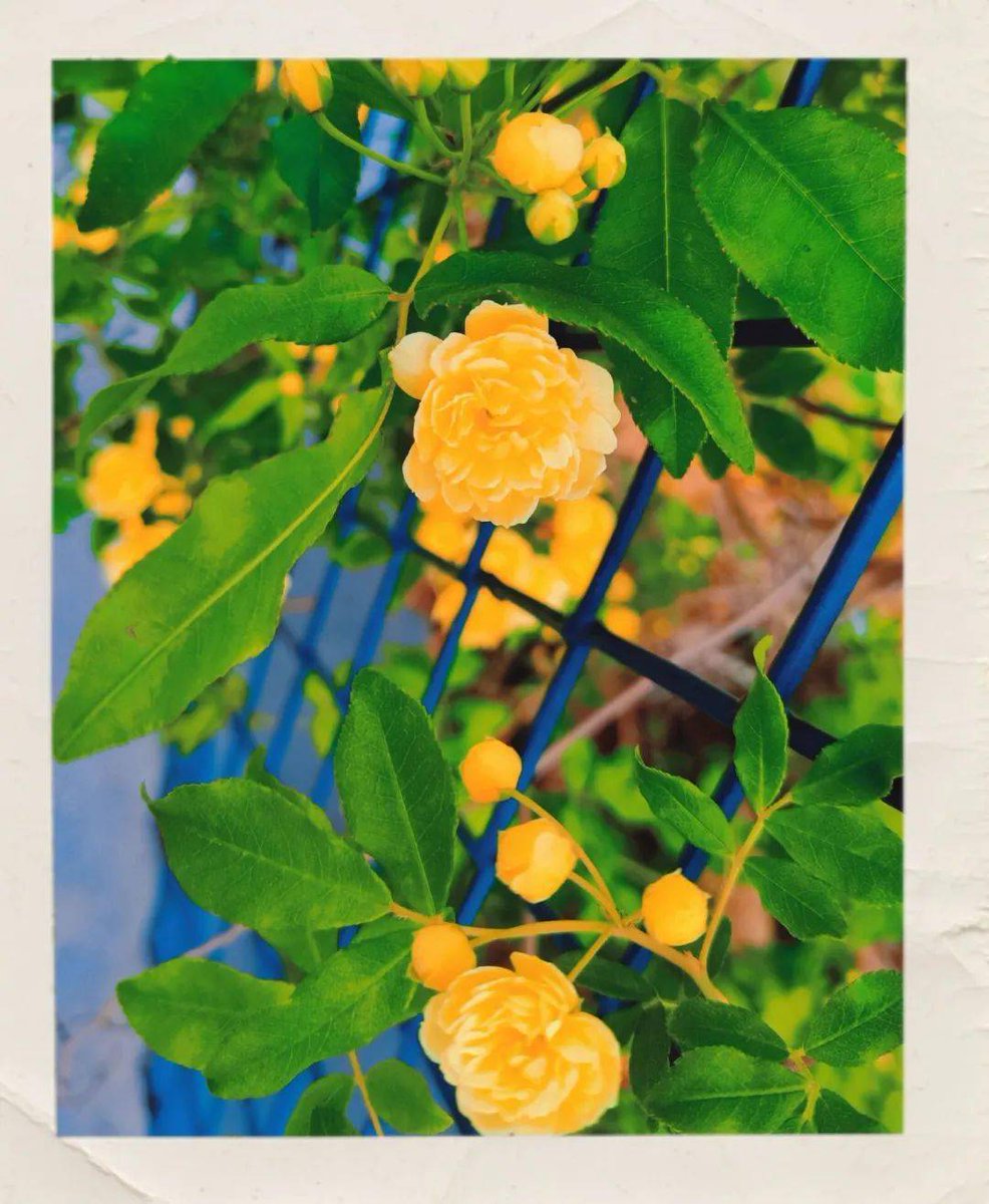 Belinda Walters tweet media