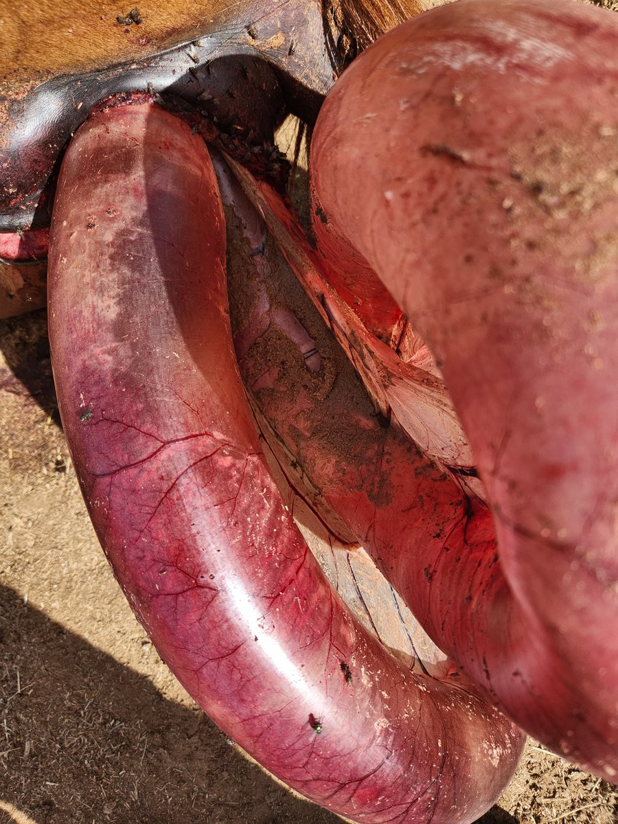 Samurai_Lucy tweet media