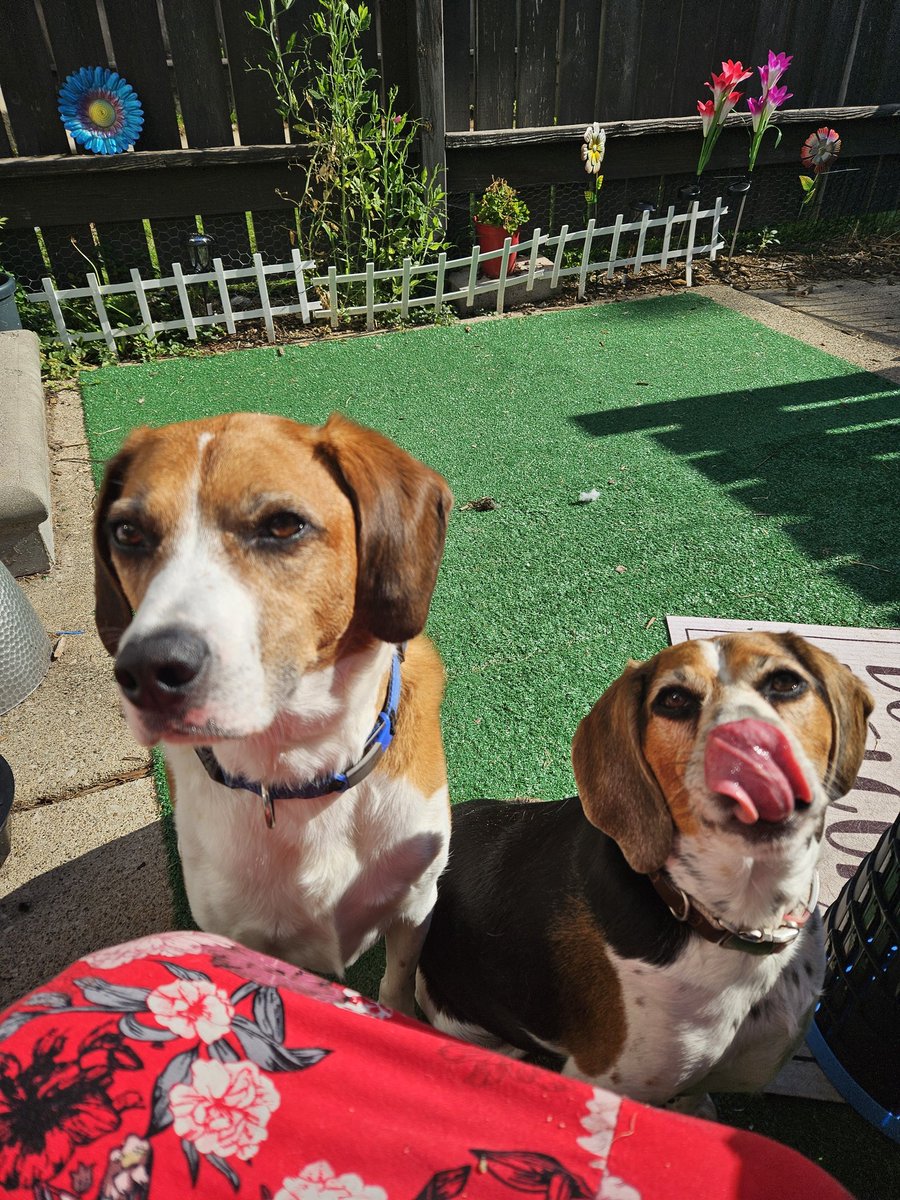 LuckyLayla4's tweet photo. @beagle_addict 💯 Finn &amp;. Layla https://t.co/LI47PAFMmz
