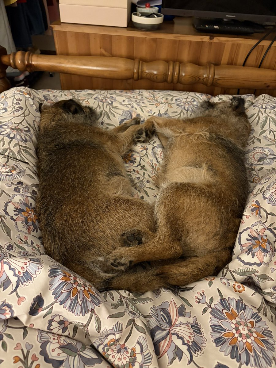 Mabel & Stanley OBE 🐶🐾🐕 tweet media