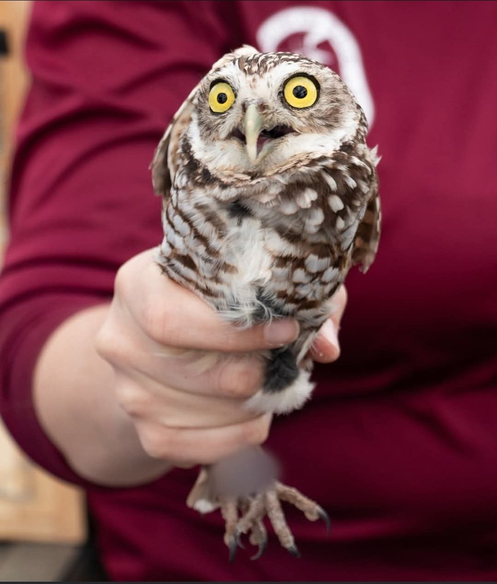 Shelby Varney tweet media