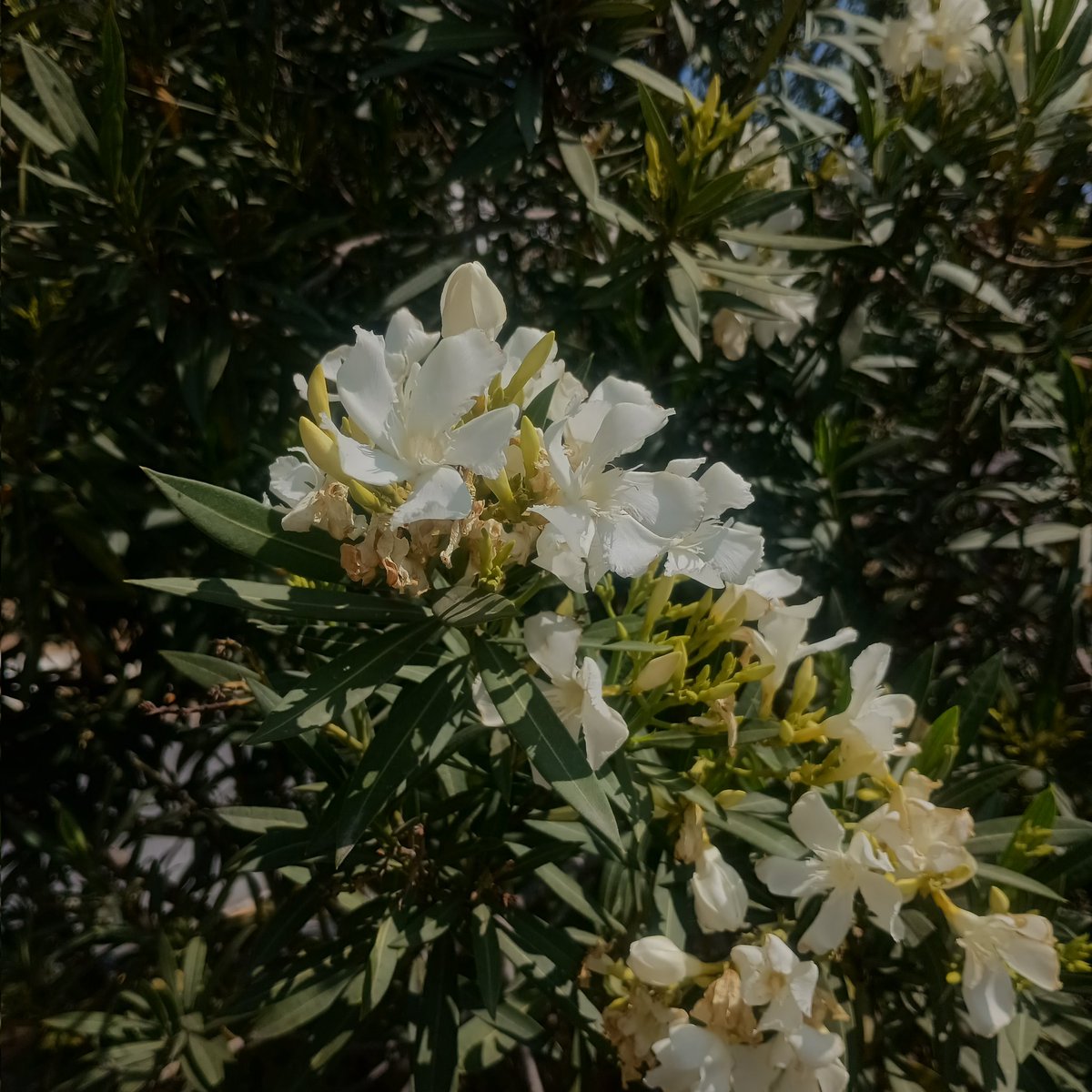 Oleandrina² tweet media