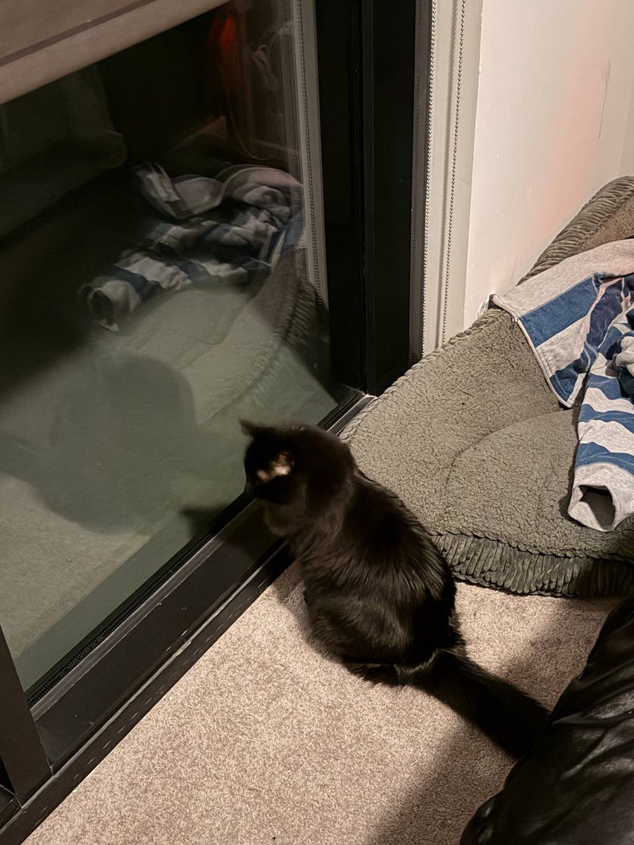 indigoray_side's tweet photo. the real owner of my house 🐱 https://t.co/1noy5g1zTm