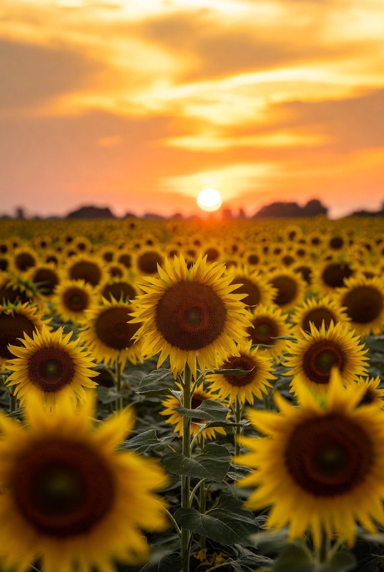 Alice 🕳️🐇 tweet media