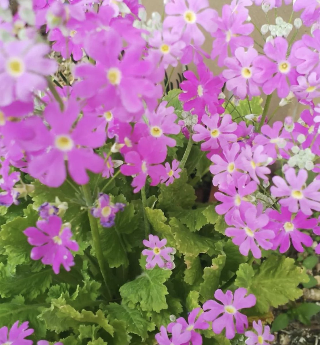 takumi.ミゼット tweet media