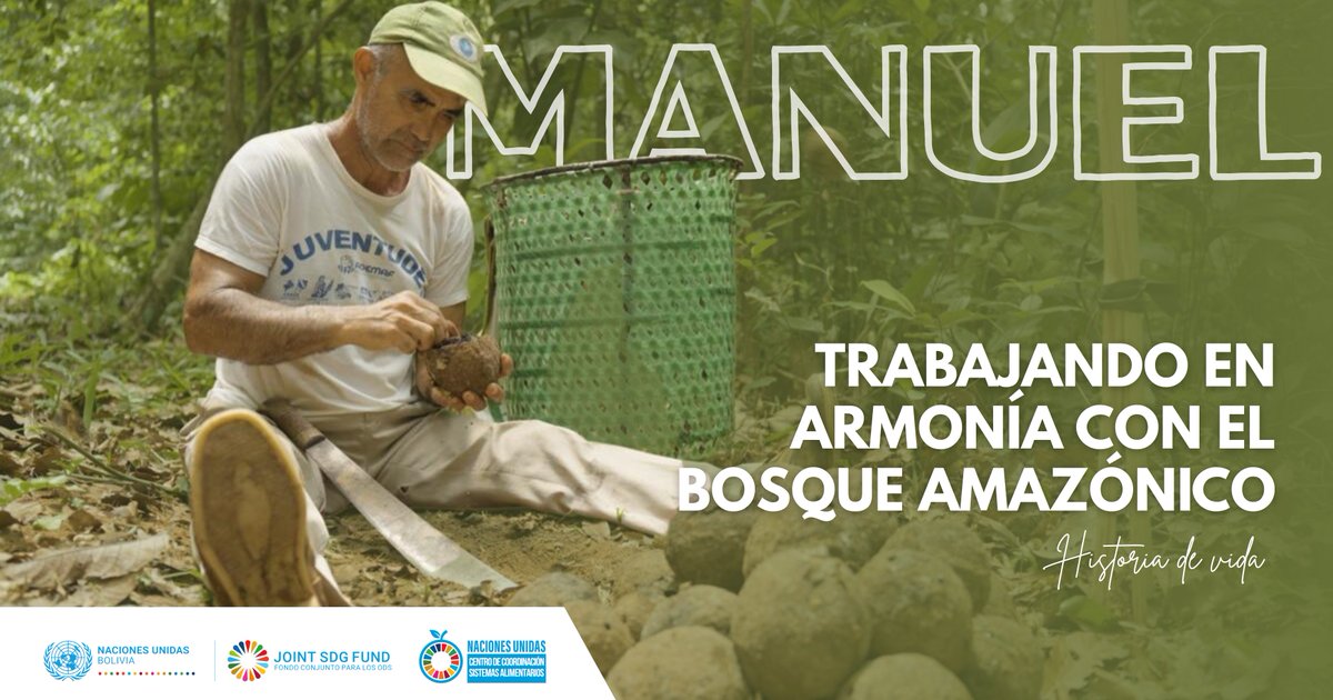 ONUBolivia's tweet photo. 🌿“Para mí el bosque significa vida”. 

🌳Manuel creció viviendo del bosque y hoy ve cómo los frutos también generan nuevas oportunidades para las comunidades.

Con #AMAS1, se fortalecen medios de vida sostenibles en la Amazonía boliviana🇧🇴 
🔗Su historia: https://t.co/TXceTnQYTZ https://t.co/XQwE1ClEaj