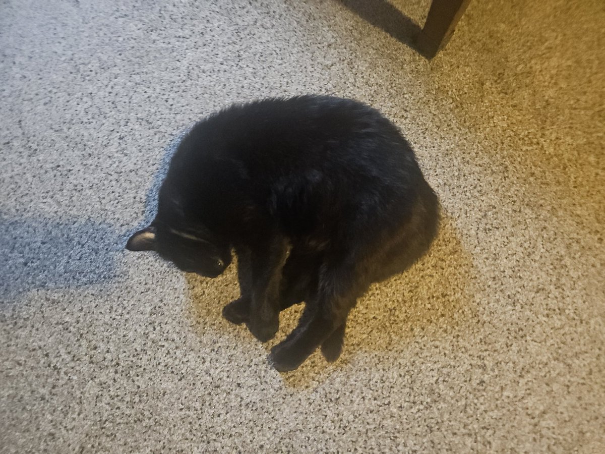 birbd 👍 tweet media