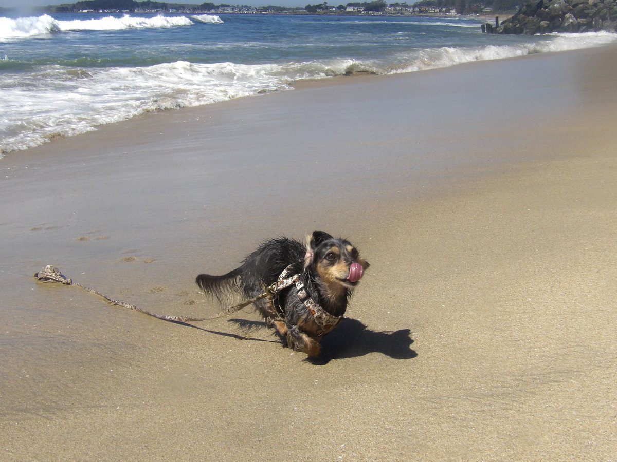 mametchi tweet media