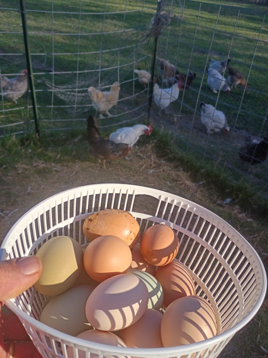 BuffaloRon tweet media