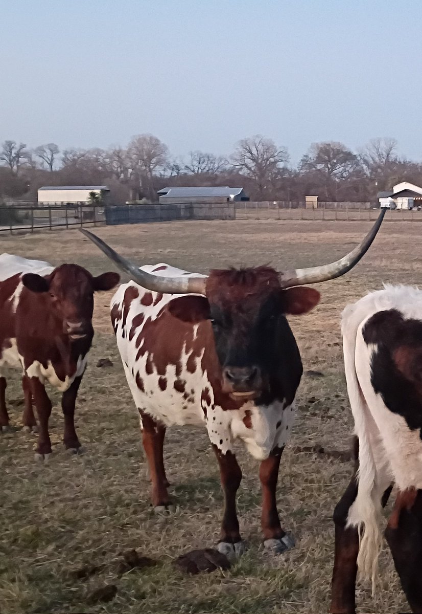 BuffaloRon tweet media