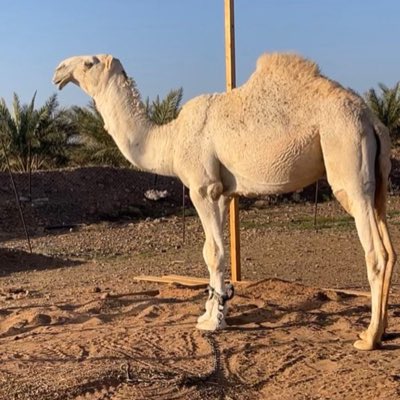 مِنْشِط 💙💛 tweet media