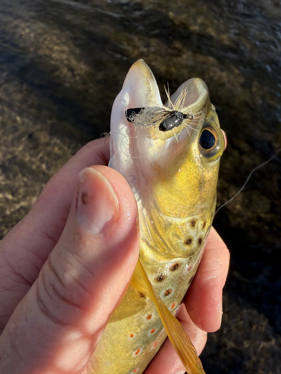 Matt Stoddard tweet media