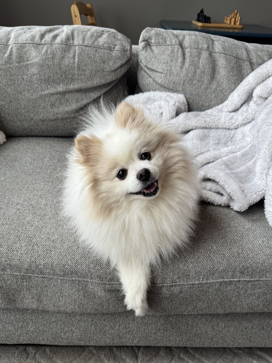 Mme. Sgt Maple Syrup tweet media