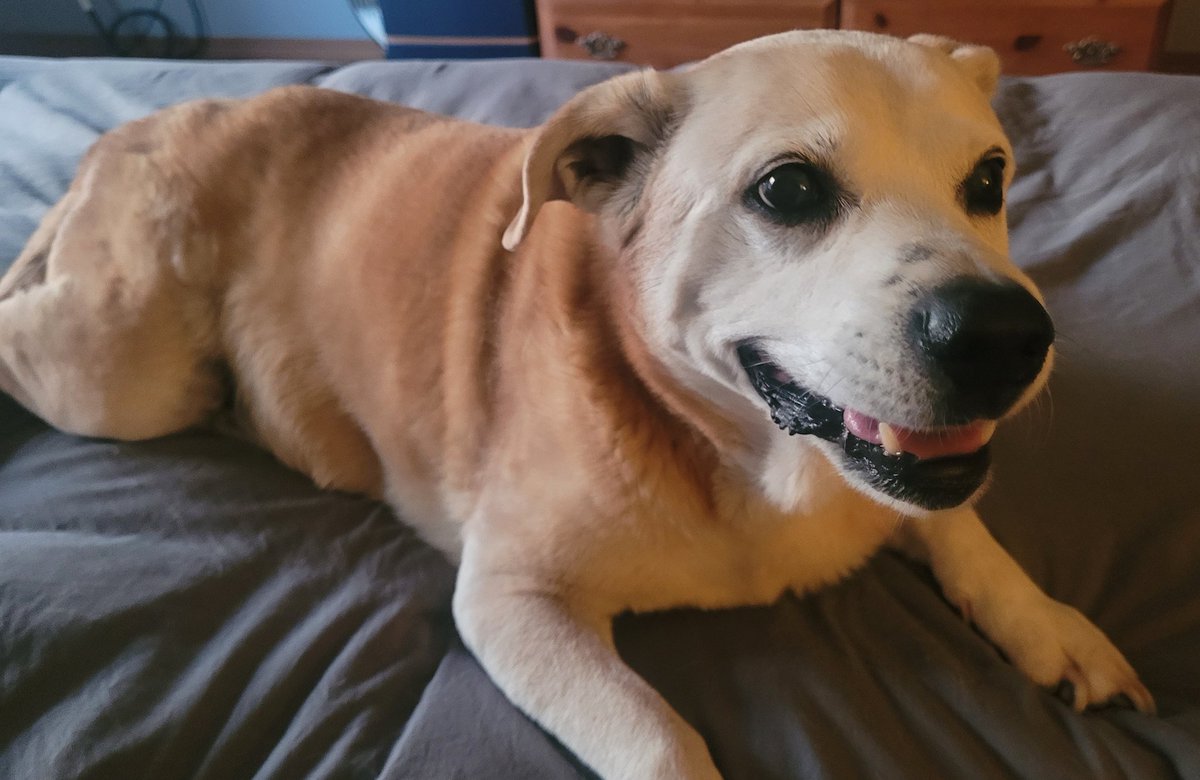 Elli McDs tweet media