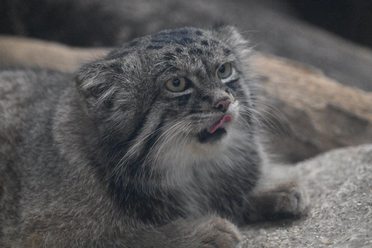 roquesite (ロケサイト) tweet media