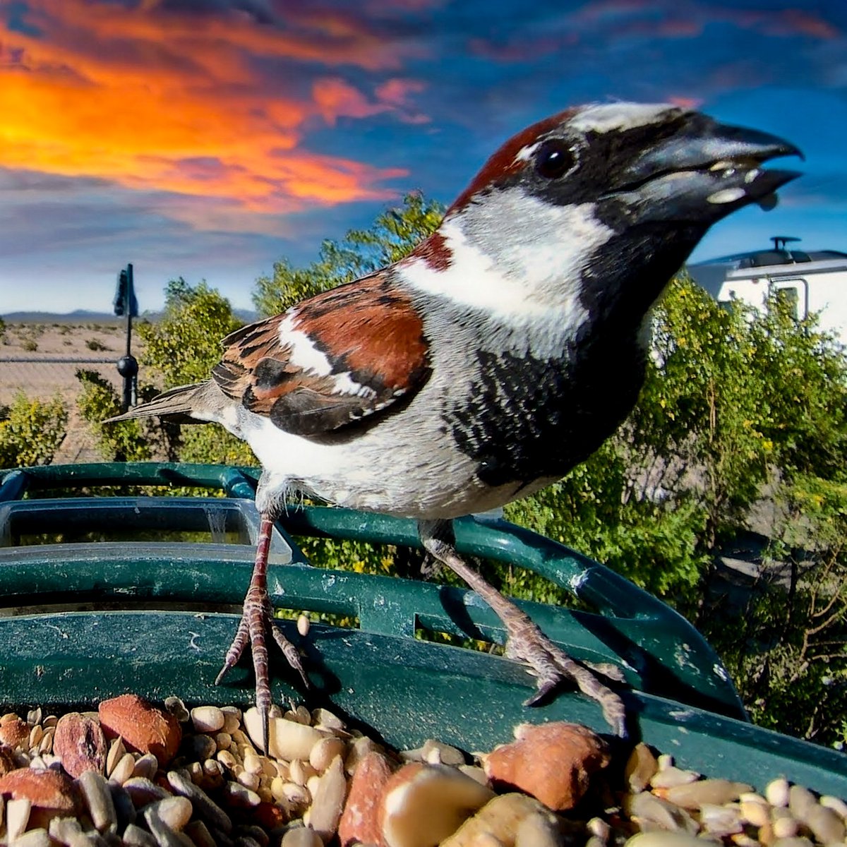 Cosmic Cowboy tweet media